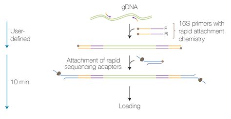 Rapid Sequencing: