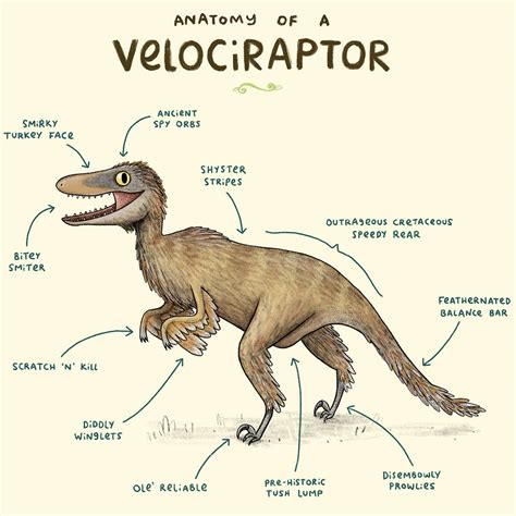 Raptor Anatomy: A Closer Look