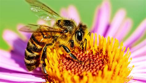 Rarity: The Key to Unlocking the Value of Bees in Conservation and Agriculture