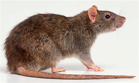 Rat