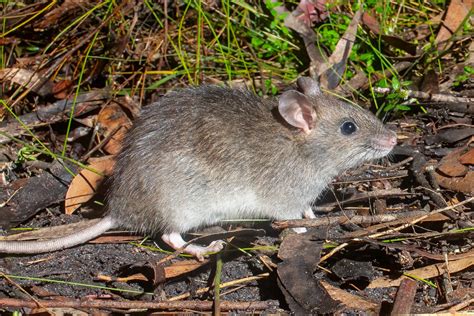 Rat: