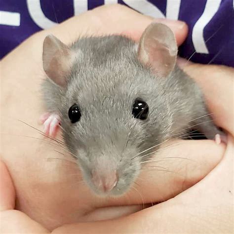 Rat Adoption Near Me: Your Unforgettable Journey to a Lifetime Companion