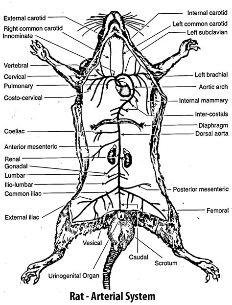 Rat Dissection Answers Doc