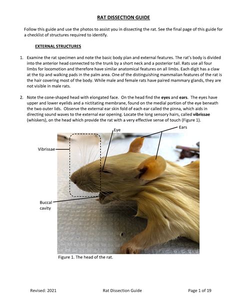 Rat Dissection Guide Answers Doc