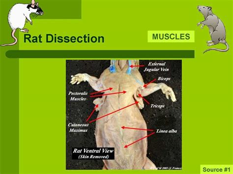 Rat Dissection Questions And Answer Key Kindle Editon