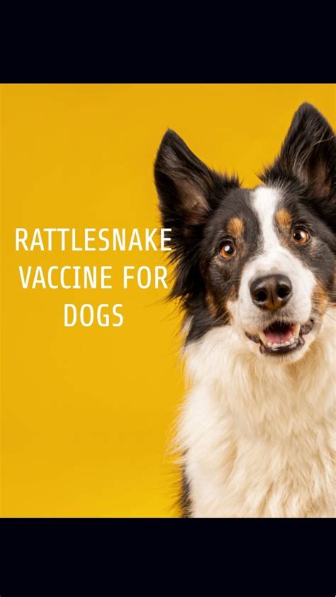 Rattlesnake Shots for Dogs: The Ultimate Guide to Protecting Your Beloved Companion