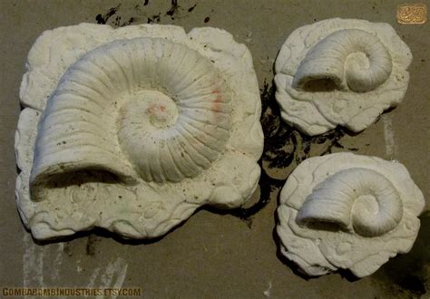 Raw Helix Fossils: