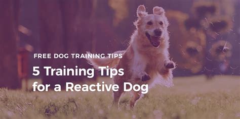 Reactive Dog Training Tips Doc