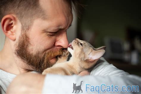 Reasons Why Cats Lick Faces