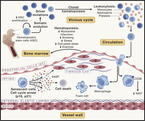 Recent Progress in Atherosclerosis Research Epub