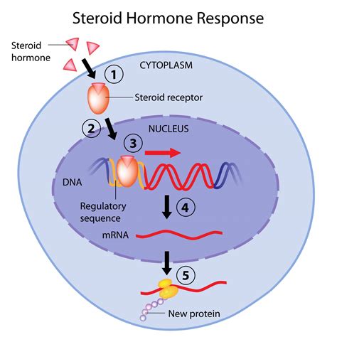 Receptor Purification, Vol. 2 Receptors for Steroid Hormones, Thyroid Hormones, Water-Balancing Horm Epub
