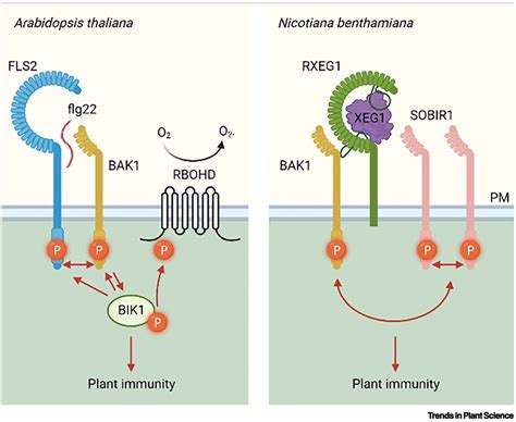 Receptor-Like Kinases in Plants From Development to Defense Epub