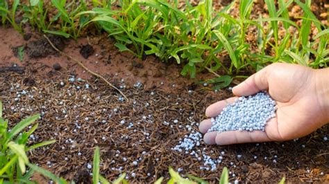 Recharge Fertilizer: 3 Easy Steps to Boost Your Plant's Health