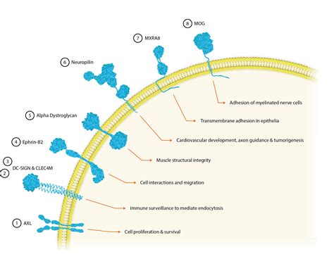 Recombinant Cell Surface Receptors Epub