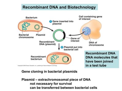 Recombinant DNA and Biotechnology Epub