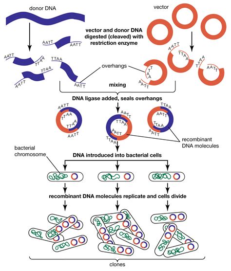 Recombinant DNA and Biotechnology Epub