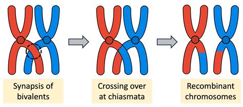 Recombination and Meiosis Crossing-Over and Disjunction Epub