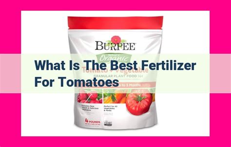 Recommended Fertilizer for Tomatoes: A Complete Guide to Maximizing Yields