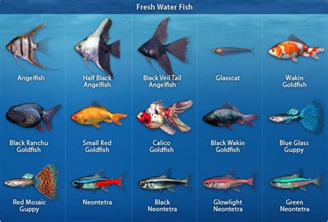 Recommended Fish Species for a 25-Gallon Aquarium: