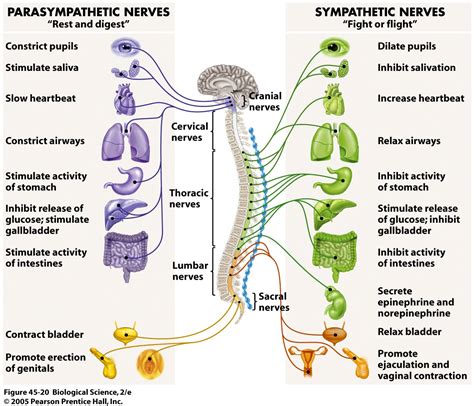 Recovery of Function in the Nervous System Reader