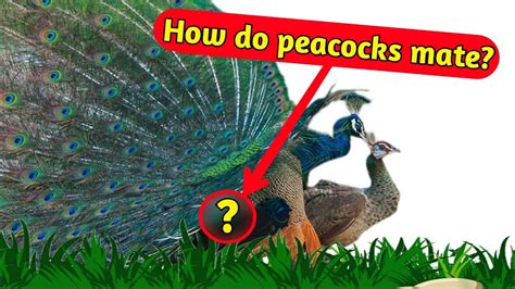 Recursos do Peacock Bet