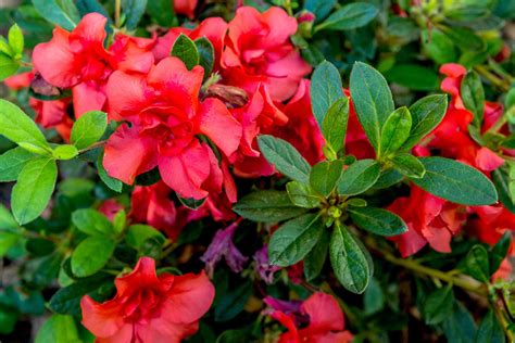 Red Azalea Doc