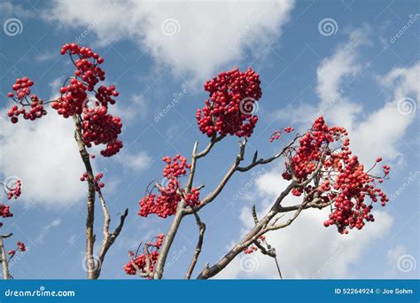 Red Berries White Clouds Blue Sky