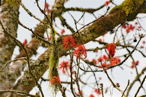 Red Blooms in the Forest Reader