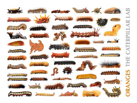 Red Caterpillar Identification Chart