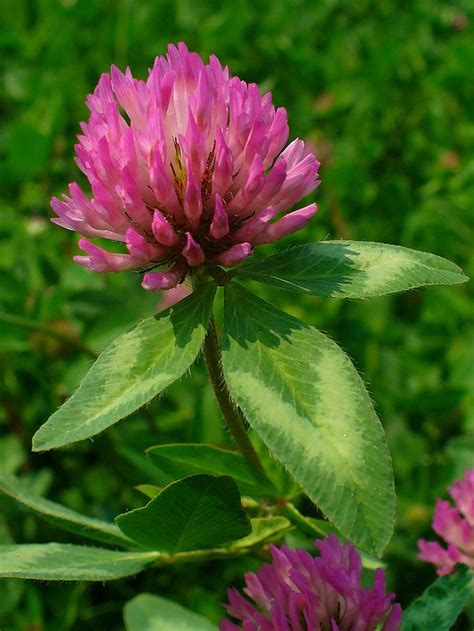 Red Clover Doc