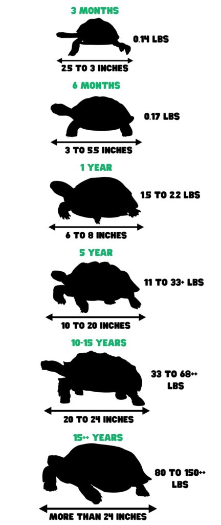 Red Foot Tortoise Growth Chart