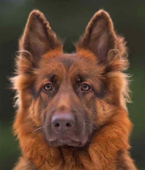 Red German Shepherd