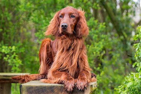 Red Irish Setter