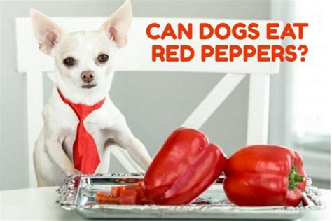 Red Pepper for Dogs: A Comprehensive Guide to Its Benefits, Safety, and Proper Feeding