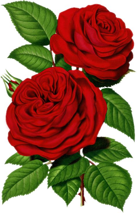 Red Rose Printable