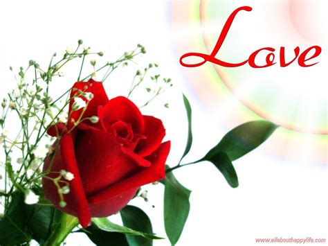Red Rose for Love Reader