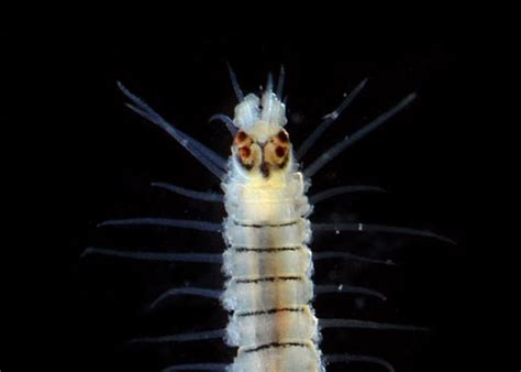 Red Sea Fireworm (Odontosyllis phosphorea):