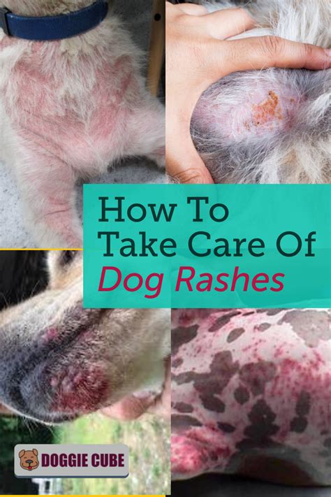 Red Spots on Dog's Belly: Causes, Diagnosis, and Treatment