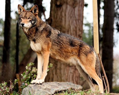 Red Wolf: