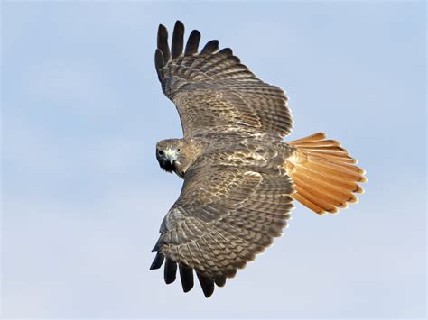 Red-tailed Hawk: