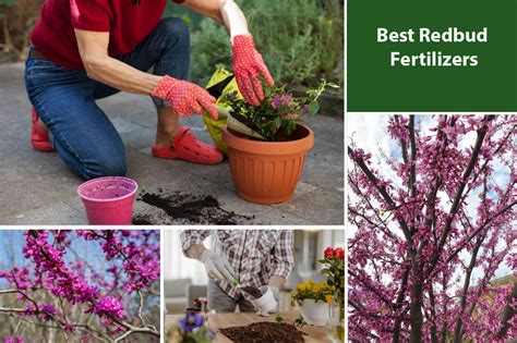 Redbud Fertilizer: The Ultimate Guide to Nurturing Your Flowering Wonder