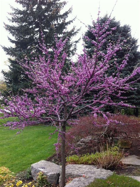 Redbud Native Plant Nursery: Your Source for Native Plants