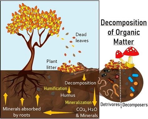 Reduced Decomposition Time: