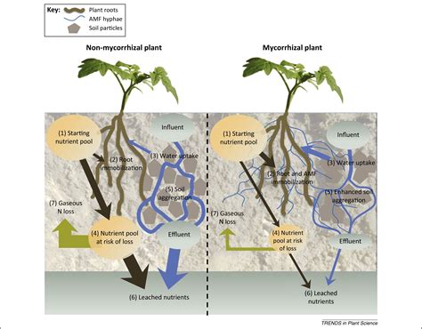 Reduced nutrient loss: