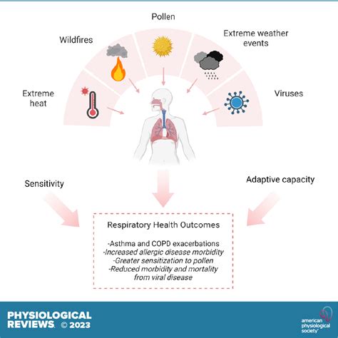 Reduced risk of respiratory problems and allergies