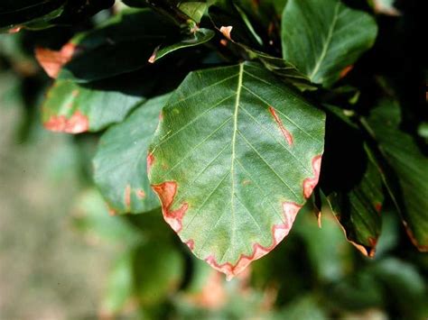 Reduced sunburn and leaf scorch