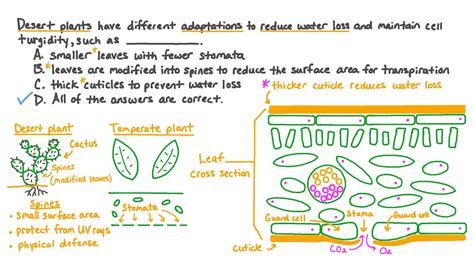 Reduced water loss: