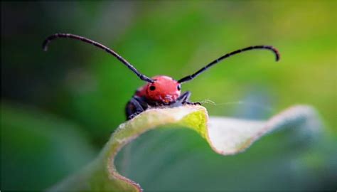 Reduces Insect Populations: