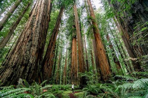 Redwood Forest in Washington: A Majestic Wonder of Nature's Realm
