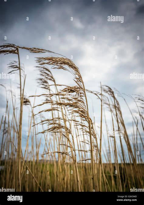 Reeds in the Wind PDF